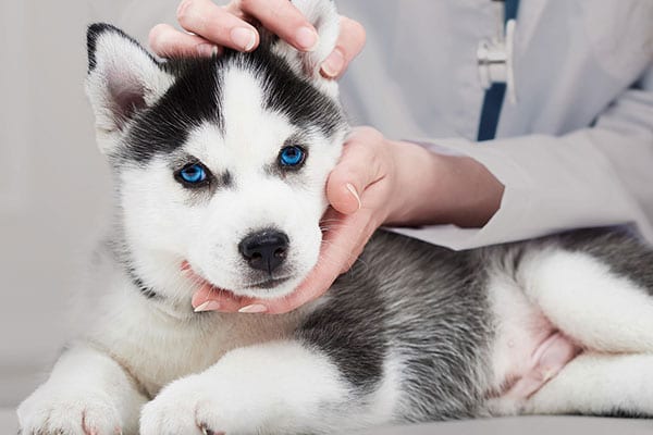emergency pet care in collinsville il